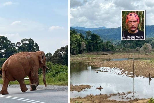 Gambar kiri: Gambar seekor gajah menyeberangi jalan yang dirakam Suzairi. Gambar kanan: Keadaan air di dataran tanah rendah selepas paras air turun di Tasik Kenyir menyebabkan rumput-rumput mengering dan mati. FOTO: Suzairi Zakaria (Gambar kecil: Suzairi)